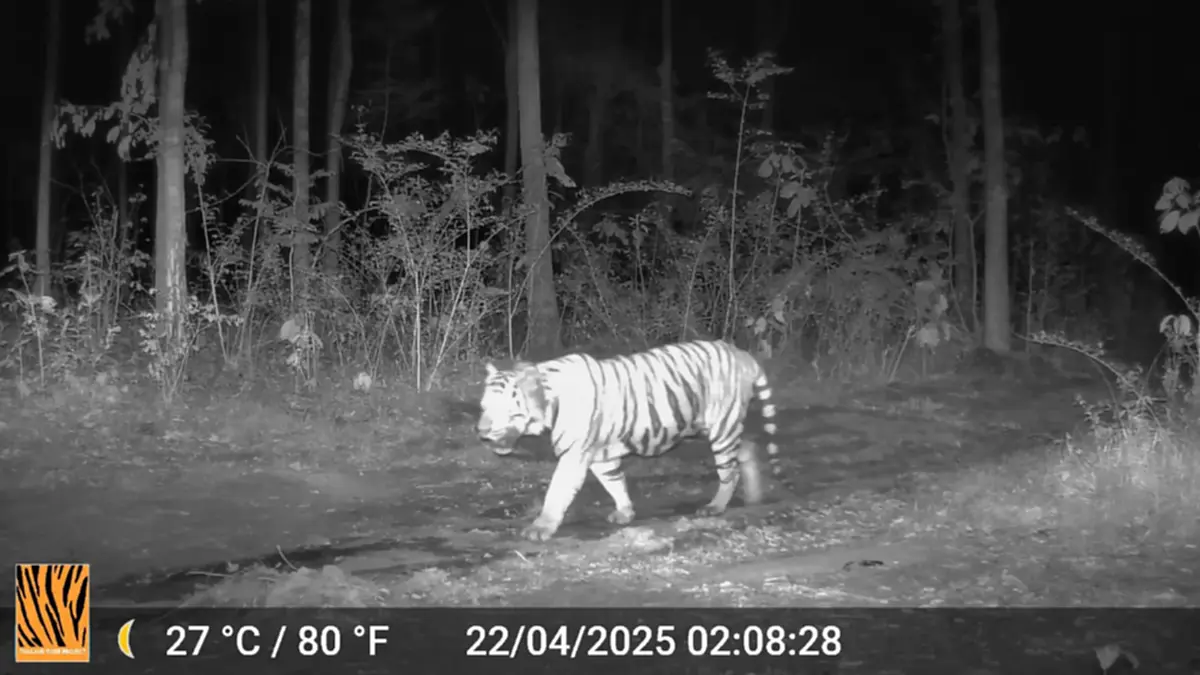 พงศกร กลับดาวเสือแล้ว ปิดตำนานเสือโคร่งสุดสง่า ป่าห้วยขาแข้ง