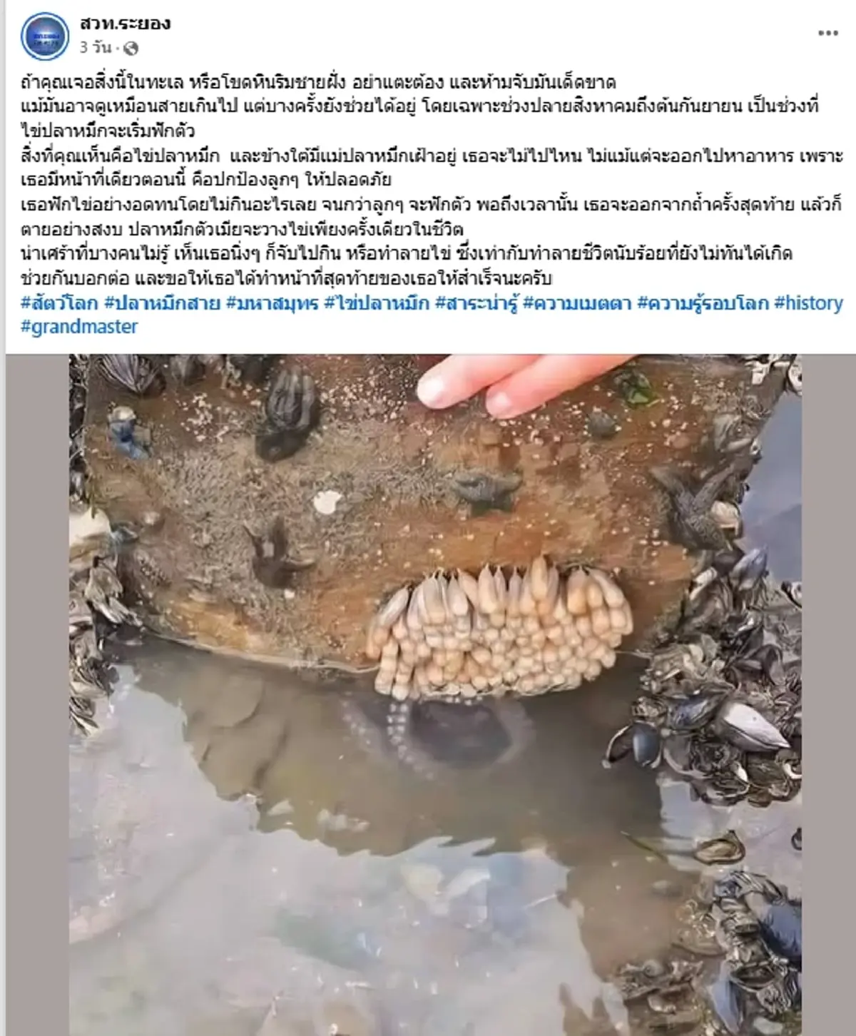 ห้ามจับเด็ดขาด ไข่สุดแปลกริมโขดหิน เตือนอาจทำลายชีวิตนับร้อย