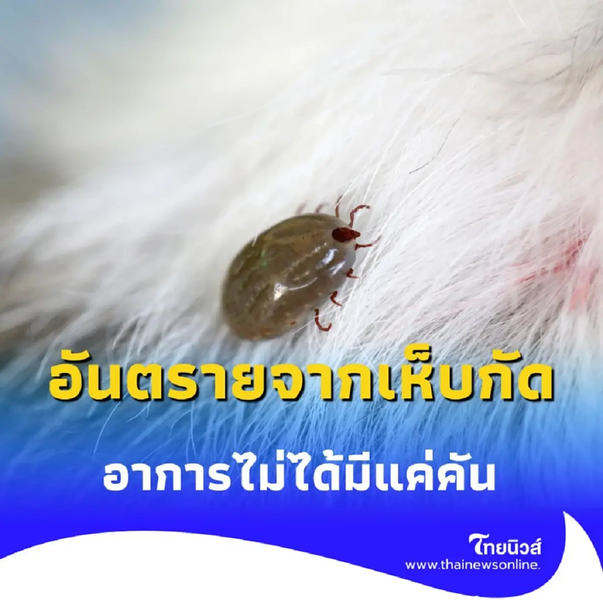 เปิดอาการ คนถูกเห็บกัด มีอาการอย่างไร รักษาแบบไหน มีคำตอบ