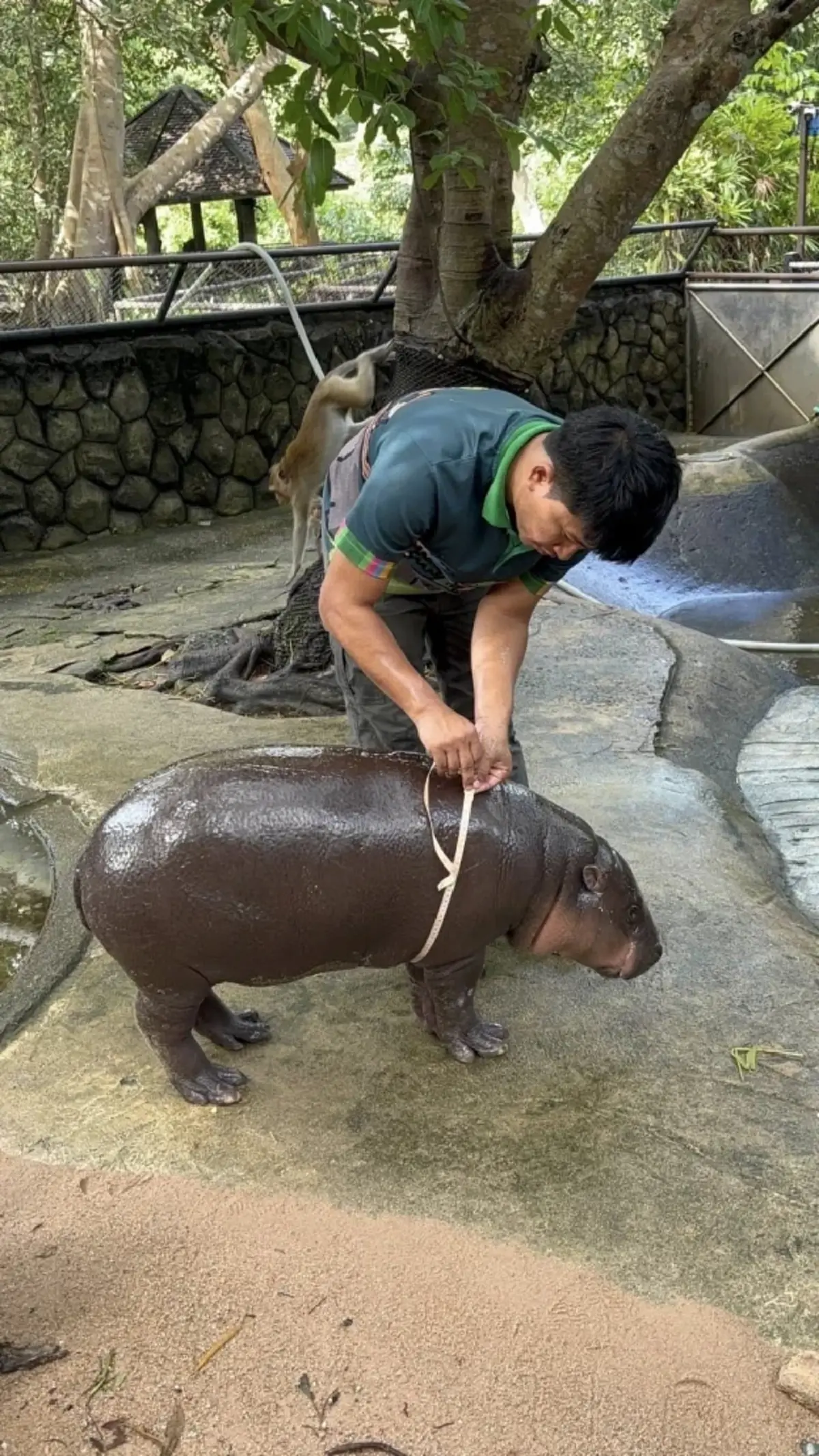 เลขเด็ดหมูเด้ง เขาเขียว ฉลองครบรอบวันเกิด 1 ปี ลุ้นหวยงวด 1 ก.ค. 68