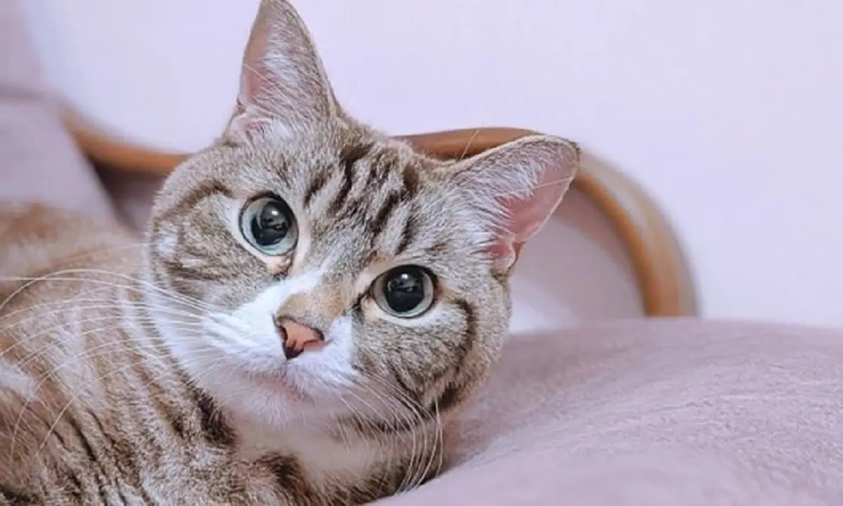 รู้แล้วทำไมแมวชอบมานั่งเฝ้าเวลาเข้าห้องน้ำ พฤติกรรมสุดป่วนของเหมียว