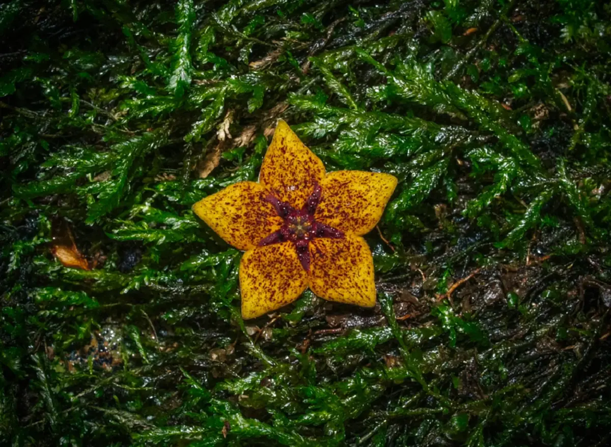 พบพืชหายาก หายเงียบจากบันทึกโลกนาน 113 ปี โผล่ที่เชียงราย