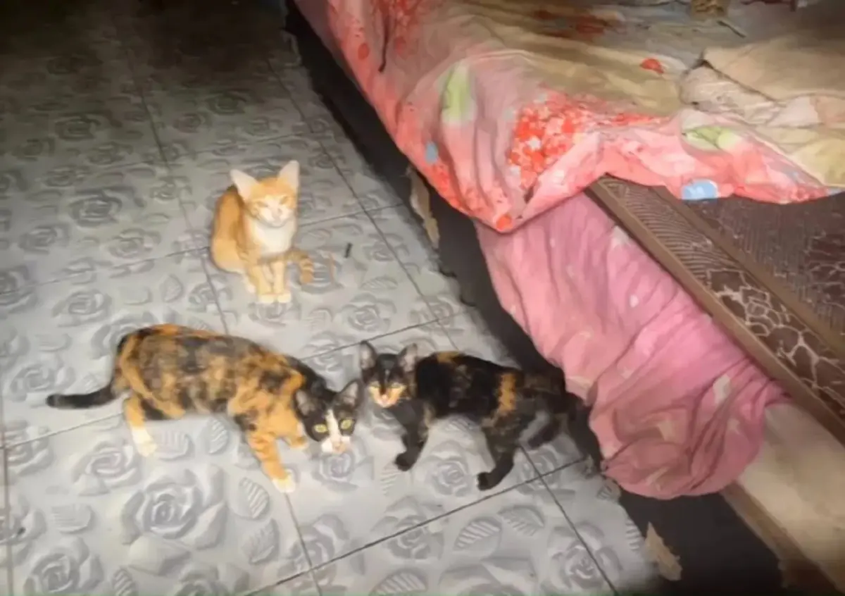 จับหนุ่มสระแก้ว ขายยาบ้า หาเงินเลี้ยงหมา-แมว กว่า 30 ชีวิต