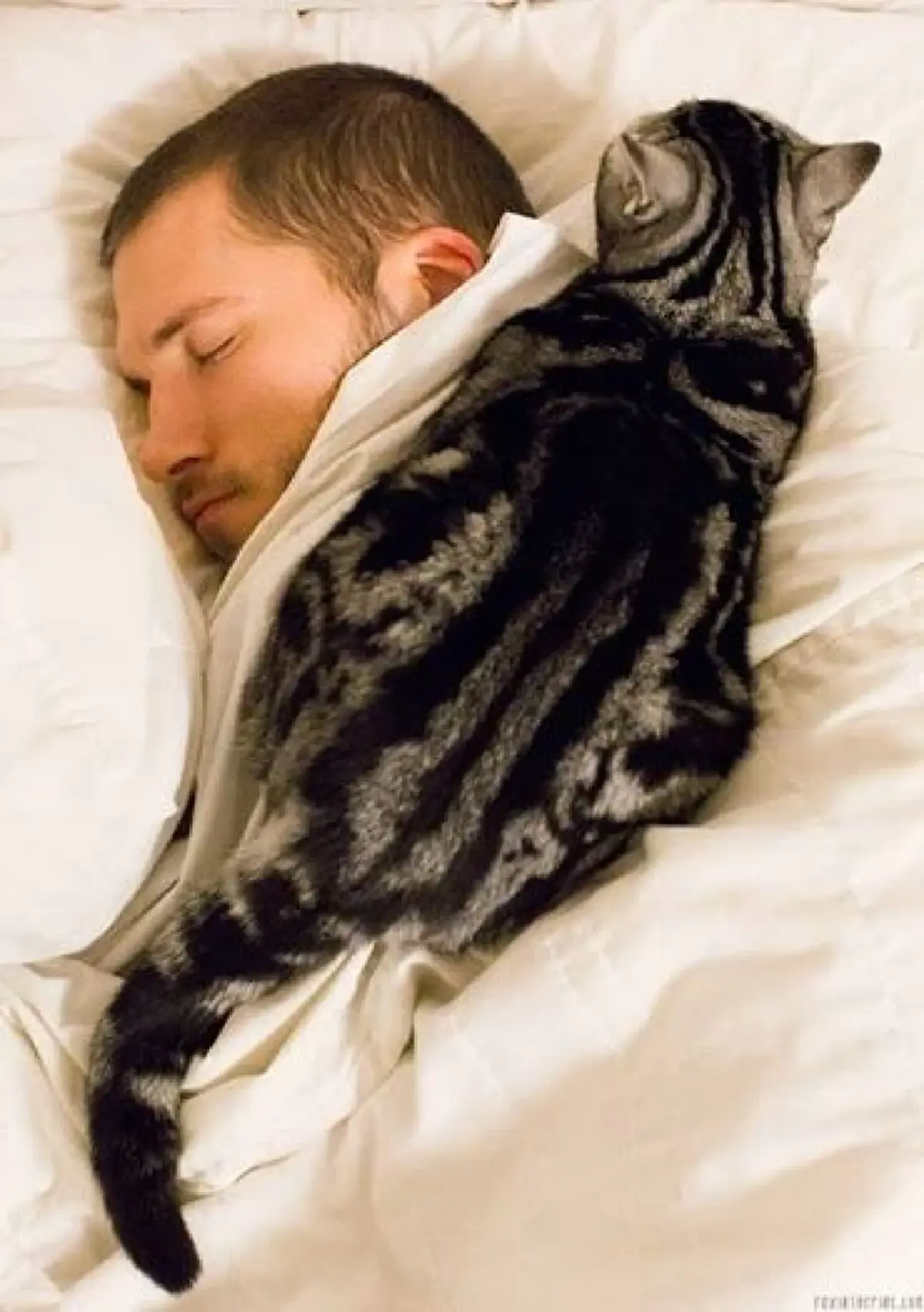 ไขเหตุผลลับ ทำไมแมวชอบนอนทับเราตอนกลางคืน สัญลักษณ์ของความรัก!