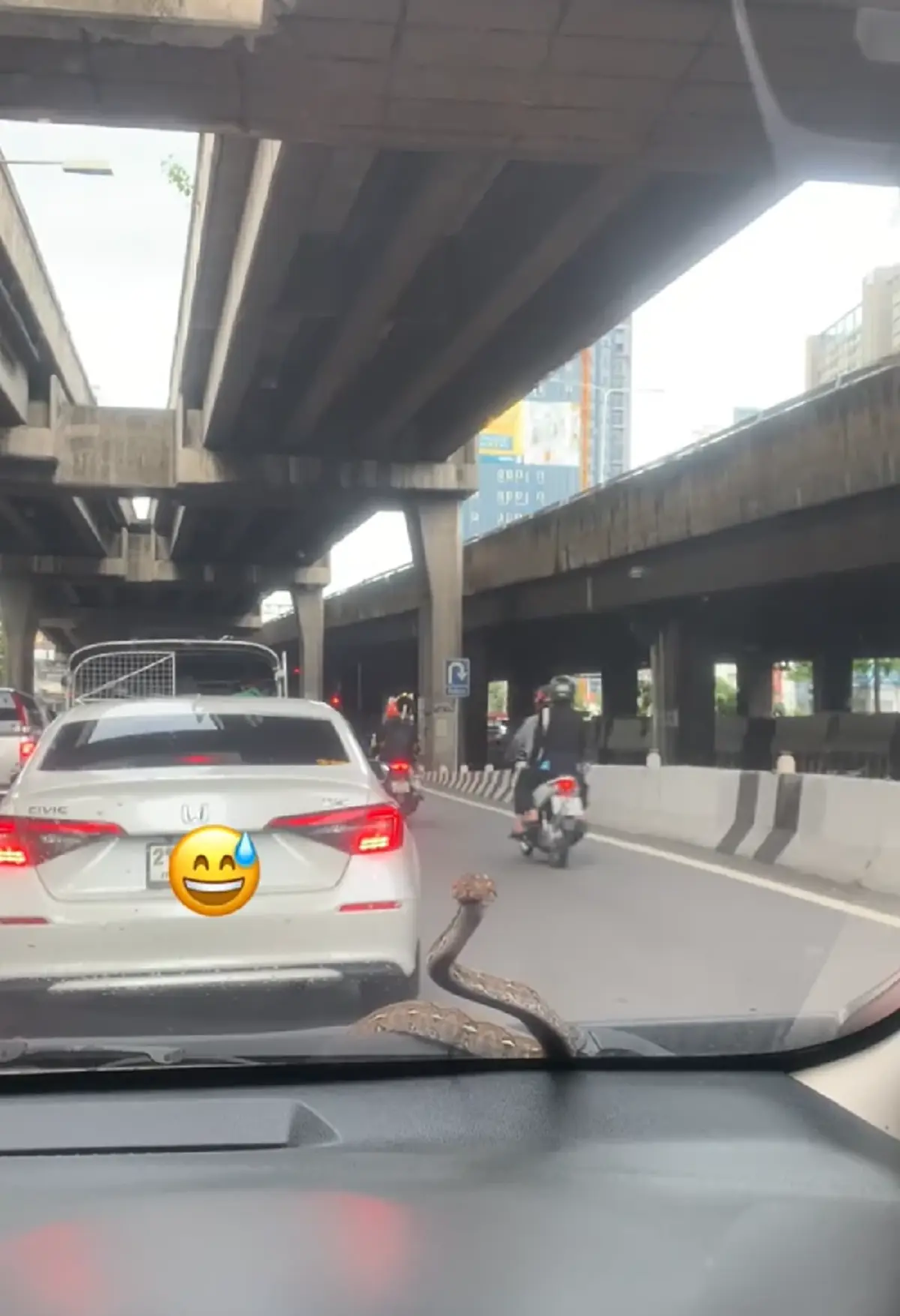 สาวใจจะวาย เจองูโผล่หน้ากระจกรถ คอหวยแห่ส่องเลขทะเบียนรถ