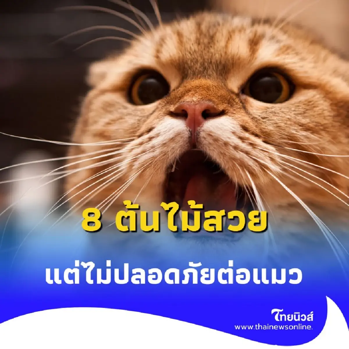 คนเลี้ยงแมวต้องรู้ 8 ต้นไม้สวย แต่เป็นภัยต่อแมว รู้แล้วควรเลี่ยง