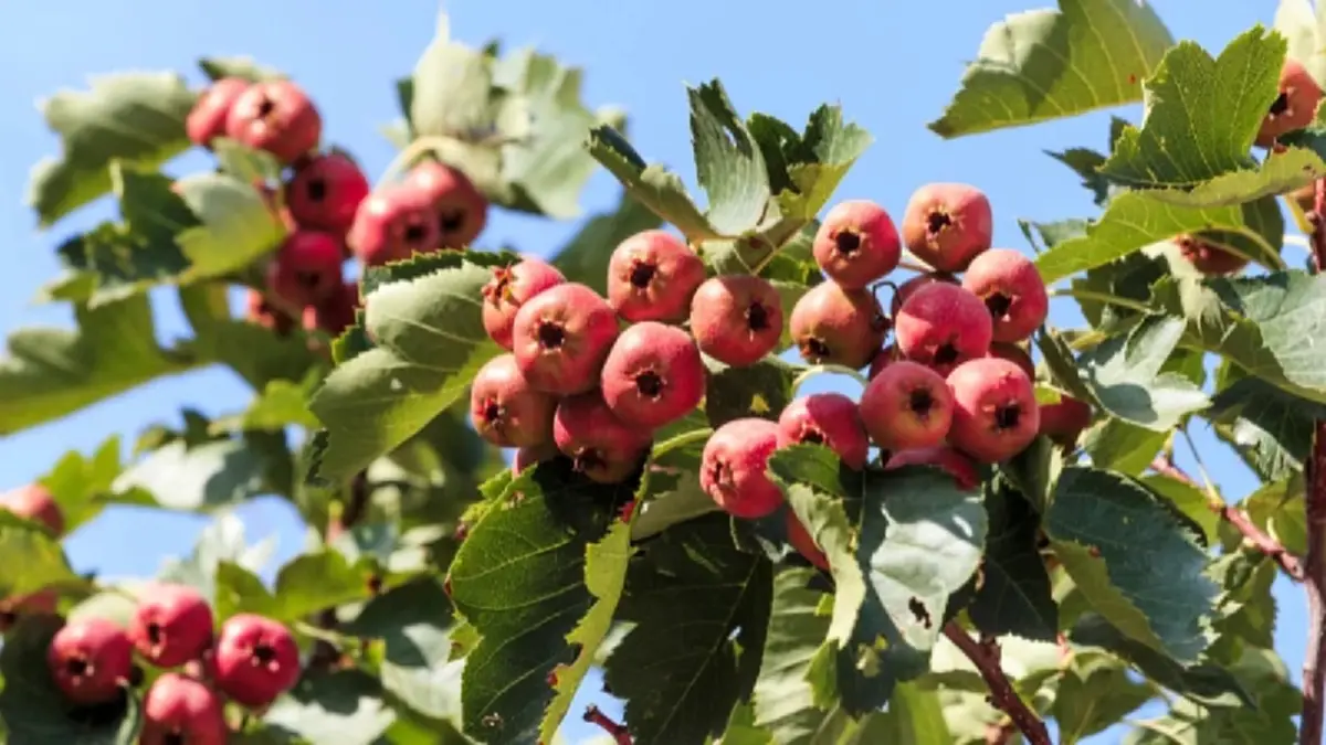 "บ๊วยแผ่น" ของว่างในความทรงจำ แท้จริงแล้วทำมาจากอะไร