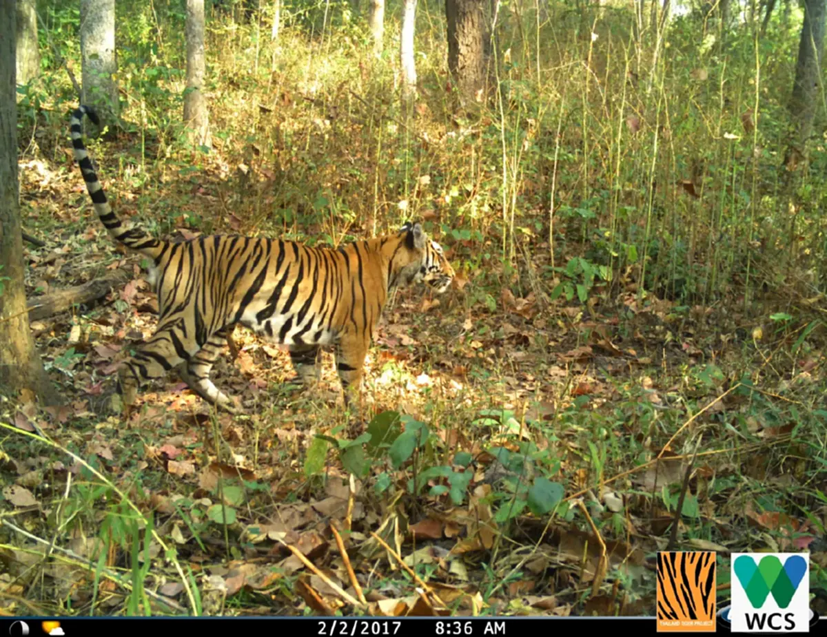 พงศกร กลับดาวเสือแล้ว ปิดตำนานเสือโคร่งสุดสง่า ป่าห้วยขาแข้ง