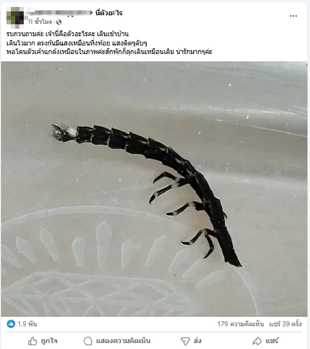 ผู้รู้เฉลยแล้ว ตัวประหลาดเรืองแสงเข้าบ้าน หายากใกล้สูญพันธุ์