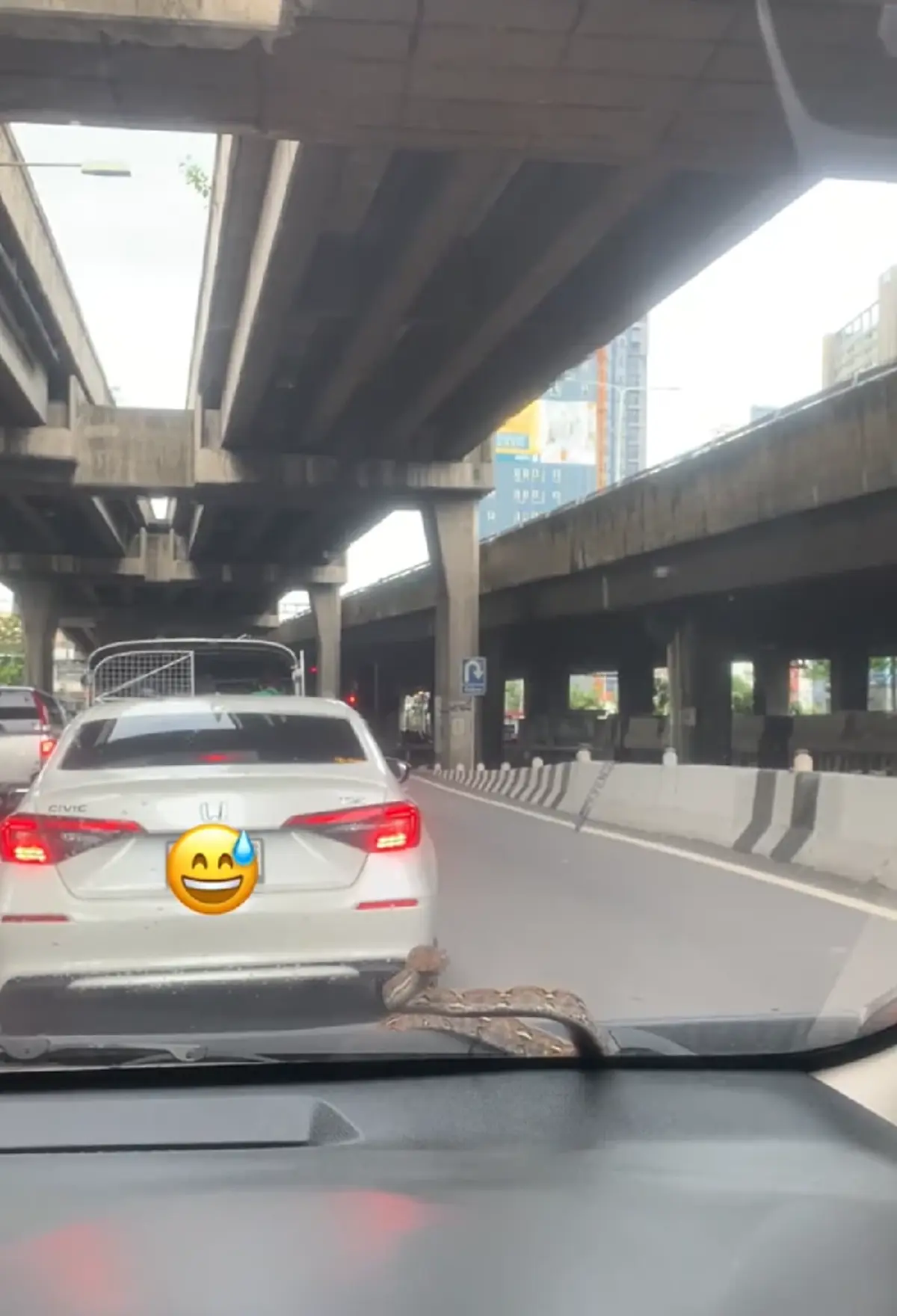 สาวใจจะวาย เจองูโผล่หน้ากระจกรถ คอหวยแห่ส่องเลขทะเบียนรถ