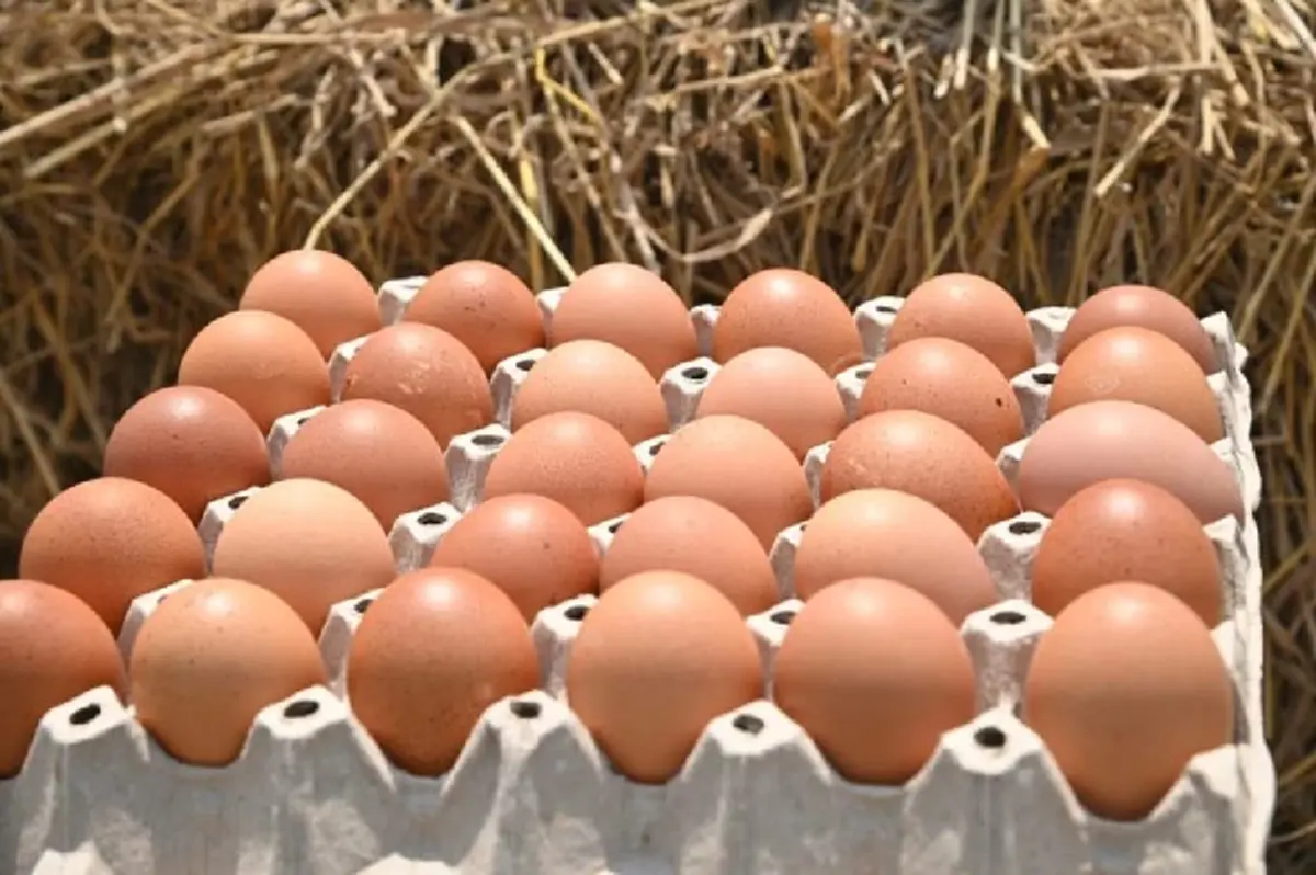 รู้ก่อนทิ้ง ไข่ไก่เก็บได้นานแค่ไหน? พร้อมวิธีสังเกตไข่เสีย