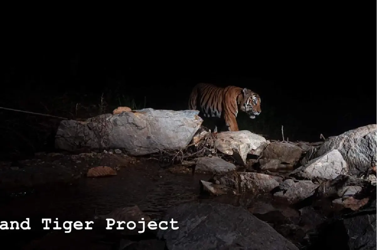 พงศกร กลับดาวเสือแล้ว ปิดตำนานเสือโคร่งสุดสง่า ป่าห้วยขาแข้ง