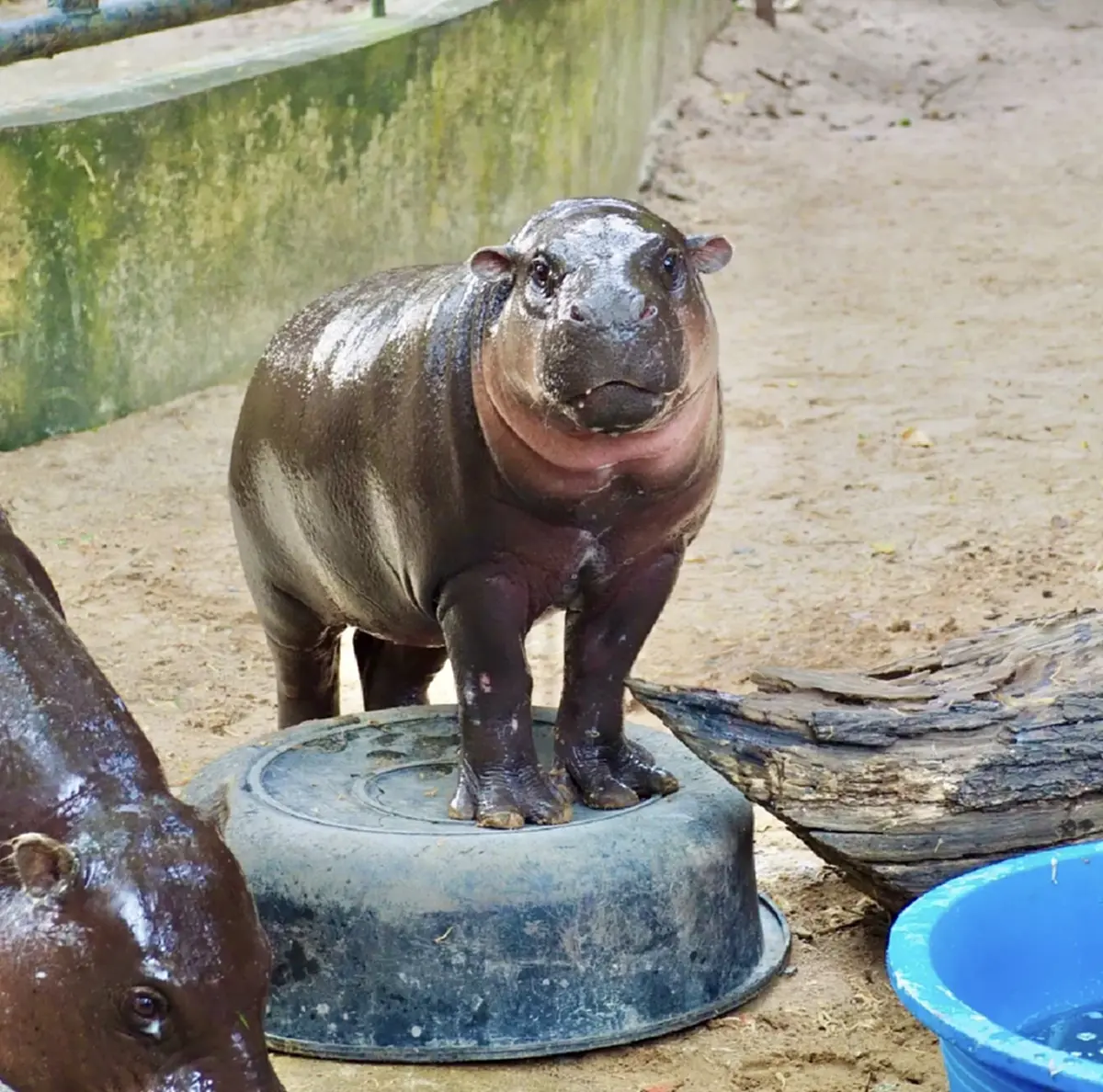 เปิดราคาล่าสุด ประมูล รอยเท้าหมูเด้ง บอกเลย ตอนนี้ไปไกลแล้ว 