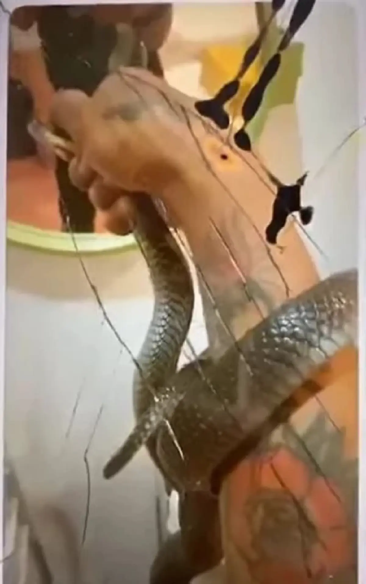 พบศพหนุ่มวัย28 เสียชีวิตปริศนาคาห้องพัก พบงูเห่าอยู่ในถุง