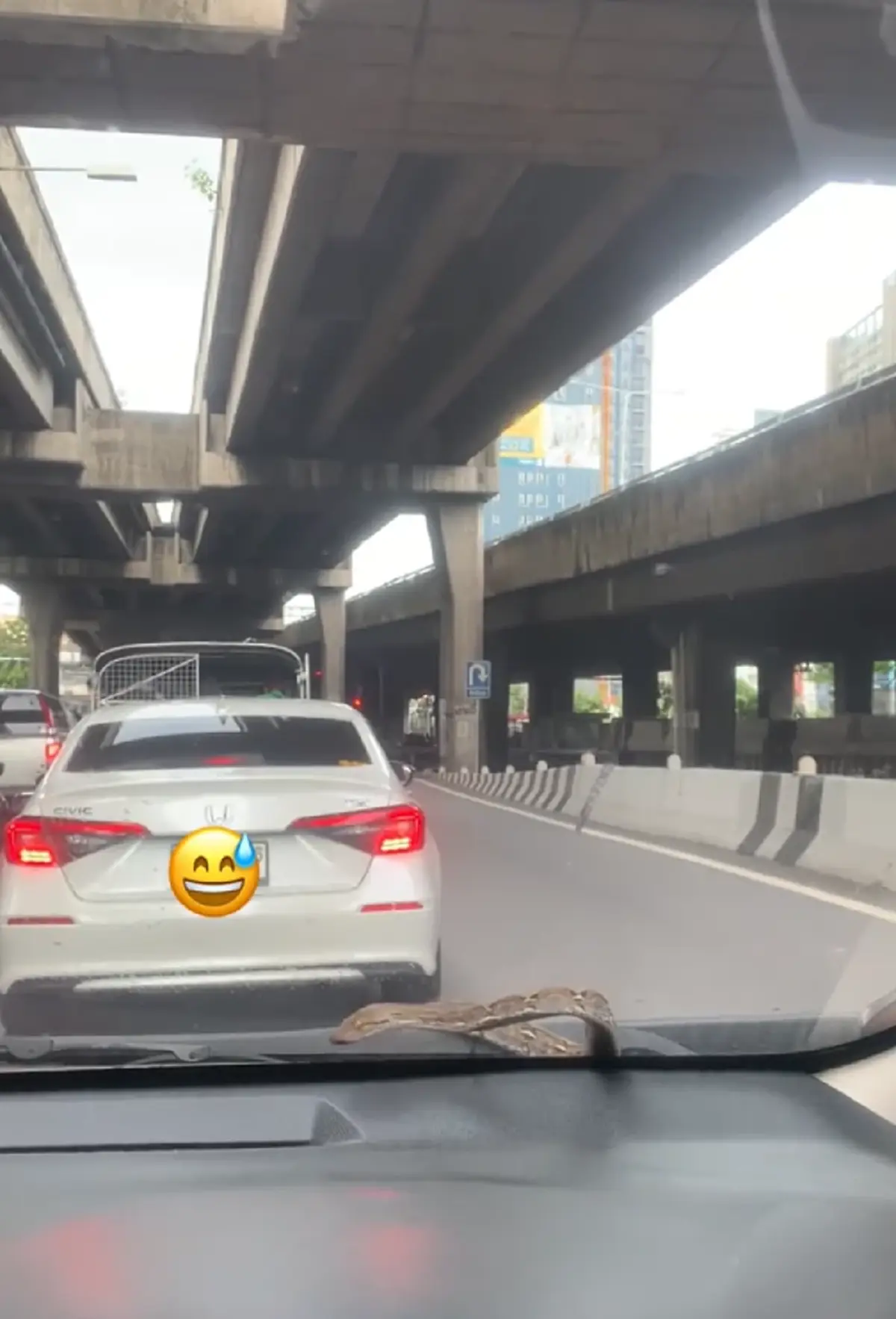 สาวใจจะวาย เจองูโผล่หน้ากระจกรถ คอหวยแห่ส่องเลขทะเบียนรถ