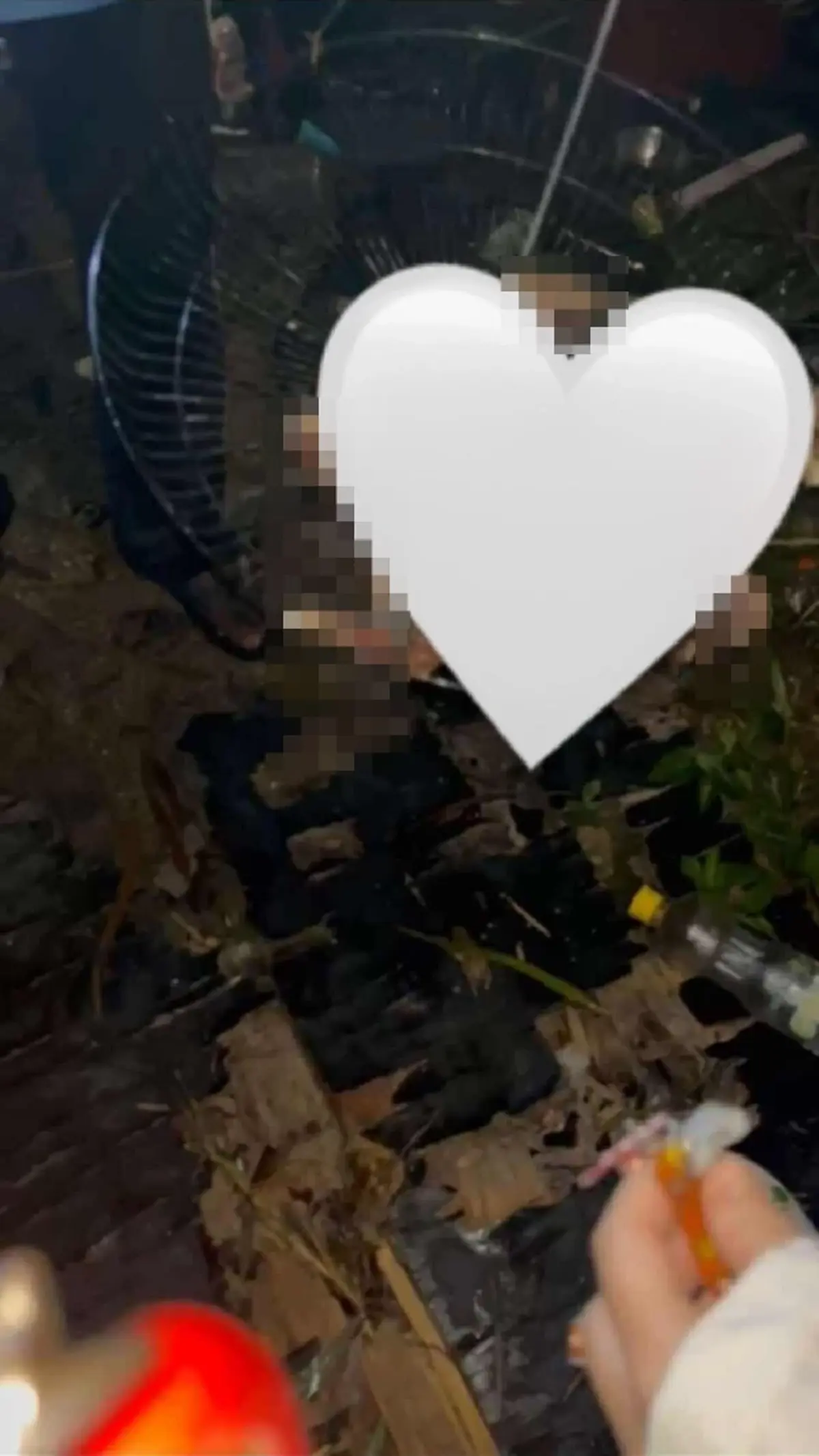 สุดสลด เต้าหู้ ถูกสุนัขรุมดับ เขมรฉกซากไปกิน รีดเงินเจ้าของ 200