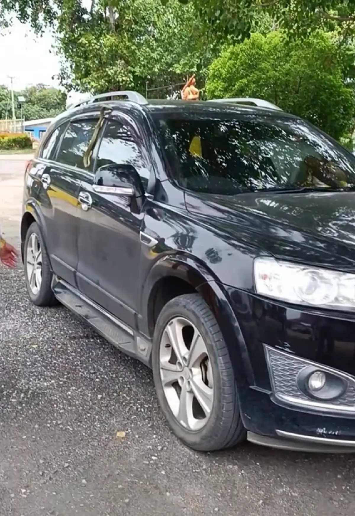 แตกตื่น งูเขียวเจอประตูรถหนีบในวันเข้าพรรษา แห่โฟกัสเลขทะเบียน