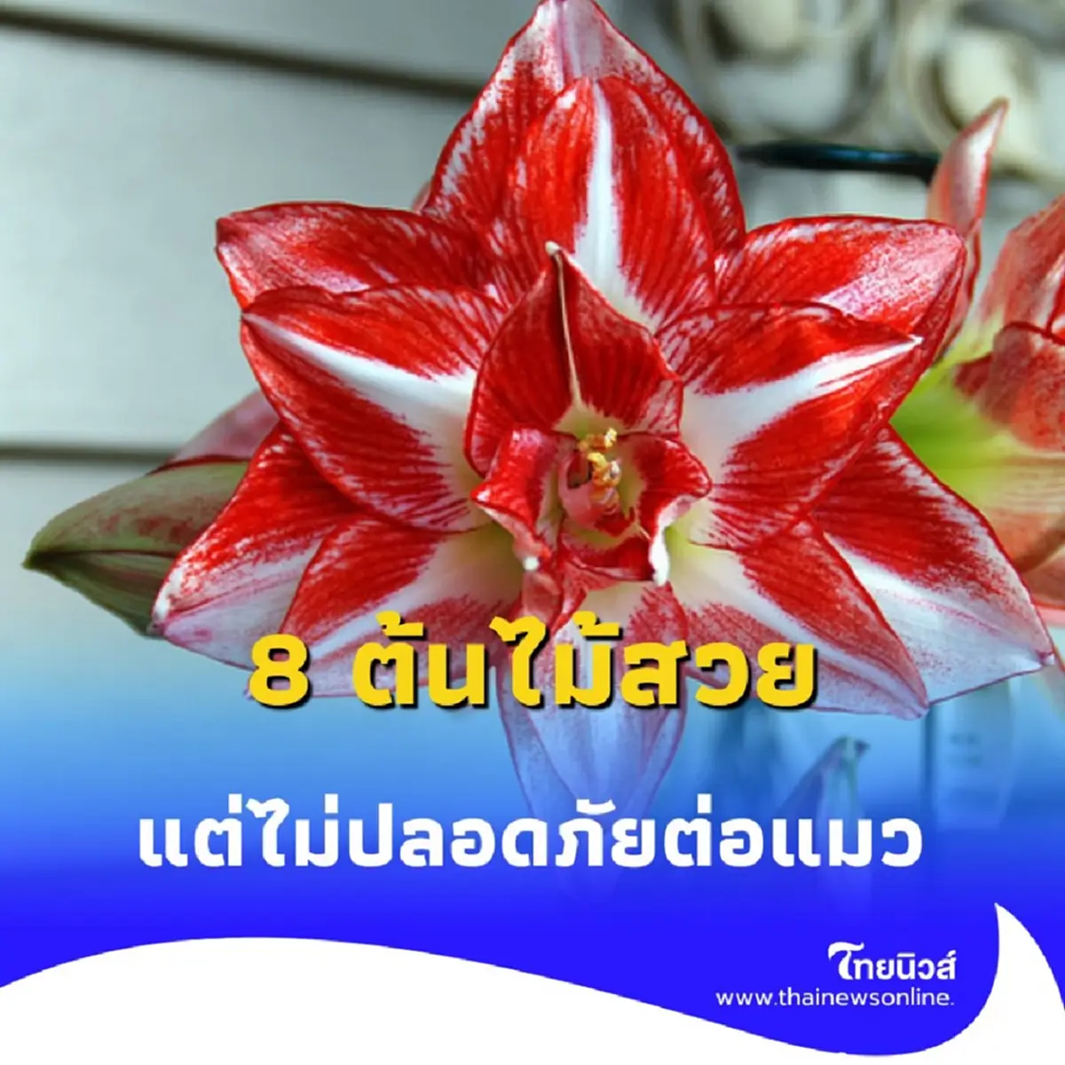 คนเลี้ยงแมวต้องรู้ 8 ต้นไม้สวย แต่เป็นภัยต่อแมว รู้แล้วควรเลี่ยง