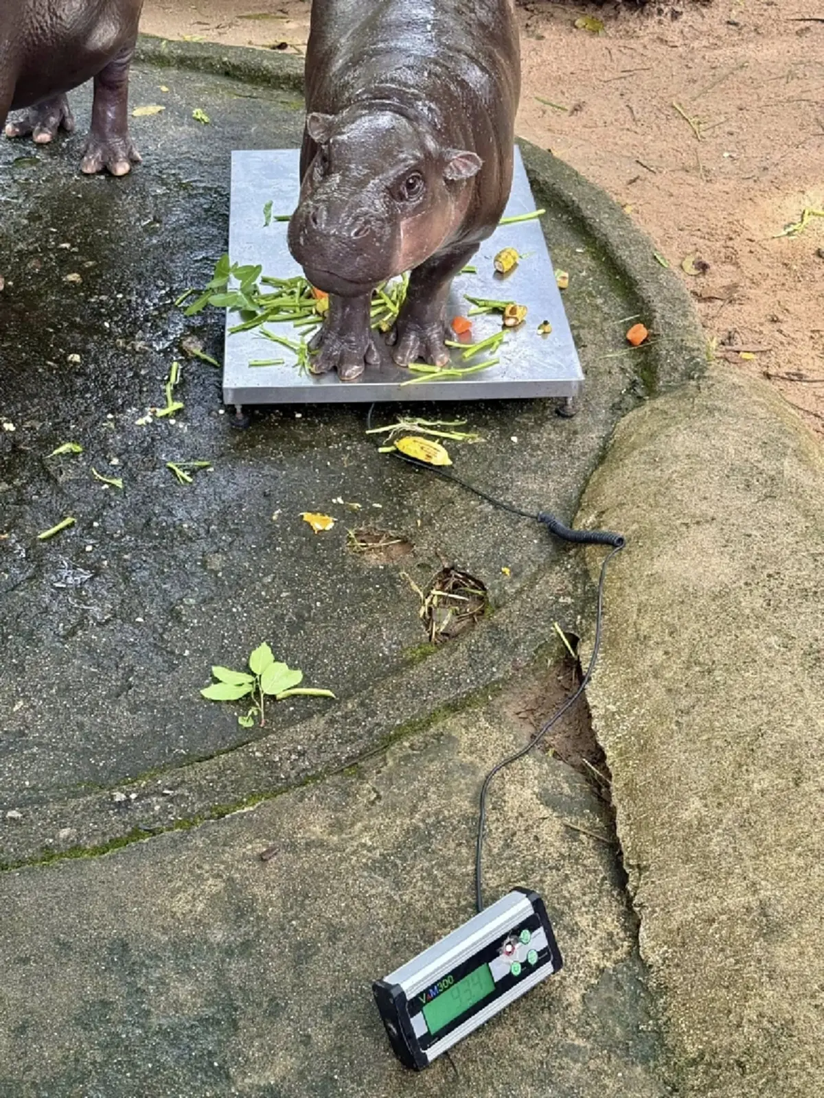 เลขเด็ดหมูเด้ง เขาเขียว ฉลองครบรอบวันเกิด 1 ปี ลุ้นหวยงวด 1 ก.ค. 68