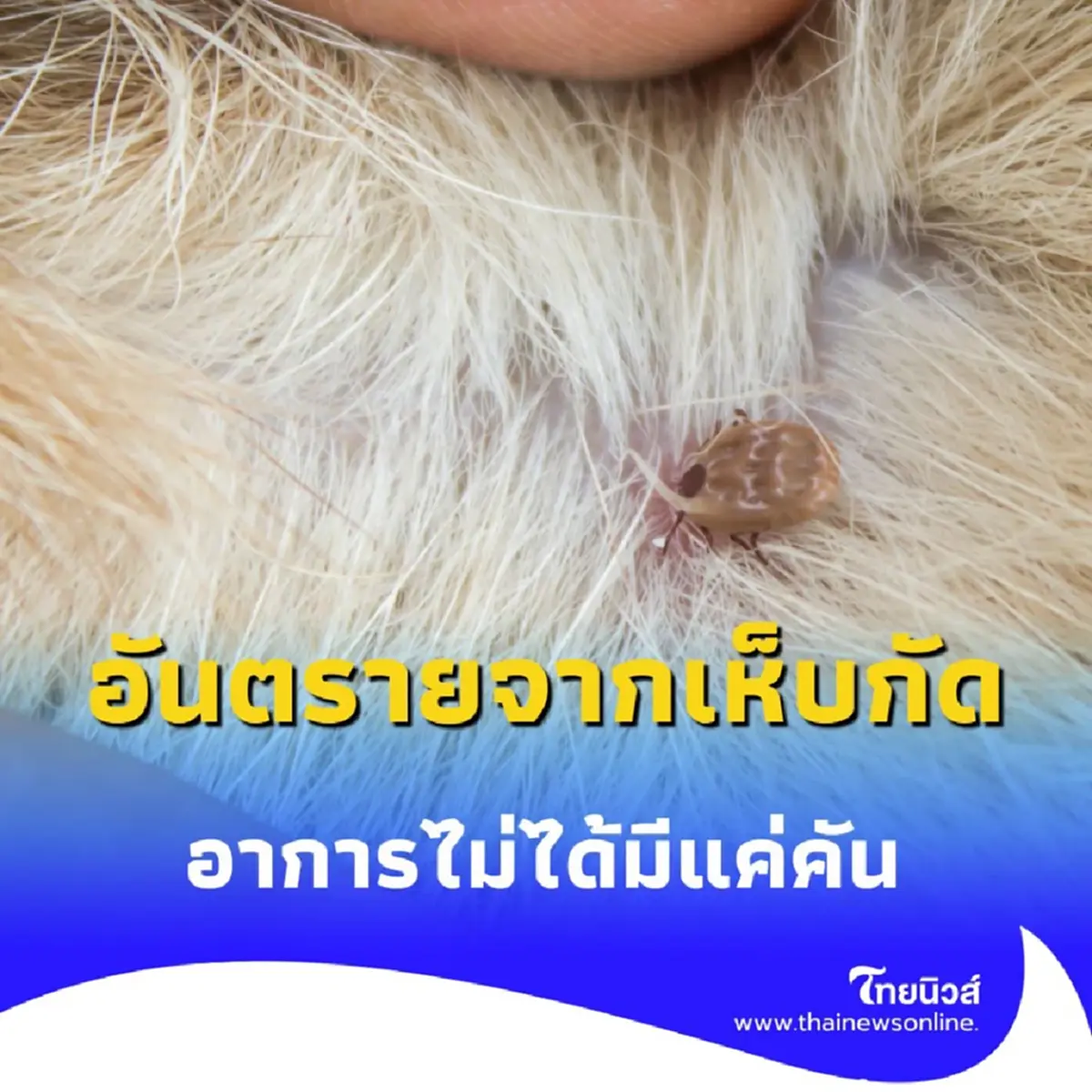 เปิดอาการ คนถูกเห็บกัด มีอาการอย่างไร รักษาแบบไหน มีคำตอบ