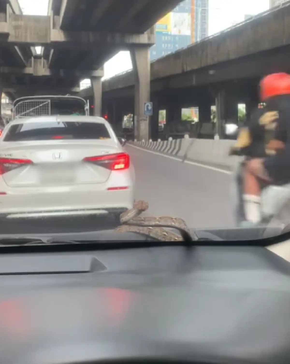 แห่ขอดูทะเบียน สาวขับรถอยู่ดีๆ งูโผล่กลางกระจกรถ ในวันพระ