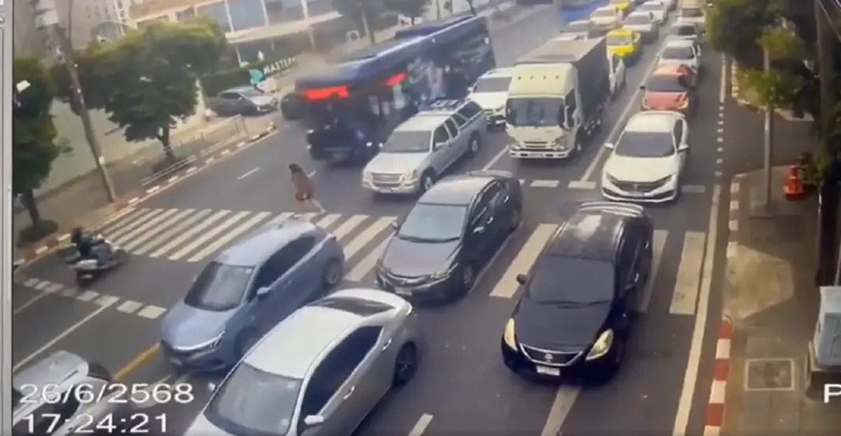 โดนแล้ว คนขับรถเมล์ สวนเลนชน นศ.ข้ามทางม้าลาย ไทยสมายล์บัส ฟันโทษ