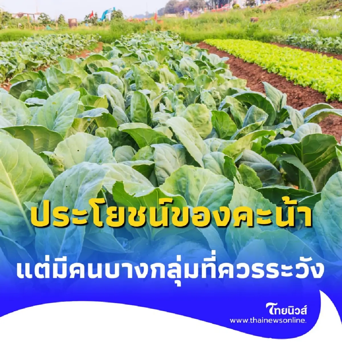 ผักคะน้าบ้านเรามีประโยชน์มากก็จริง แต่มีคนบางกลุ่มที่ควรระวัง