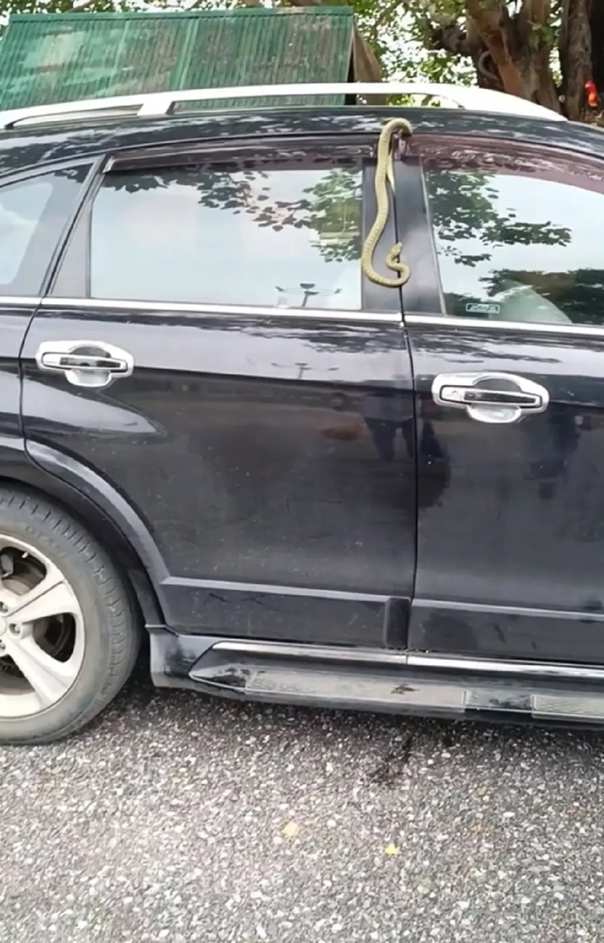 แตกตื่น งูเขียวเจอประตูรถหนีบในวันเข้าพรรษา แห่โฟกัสเลขทะเบียน