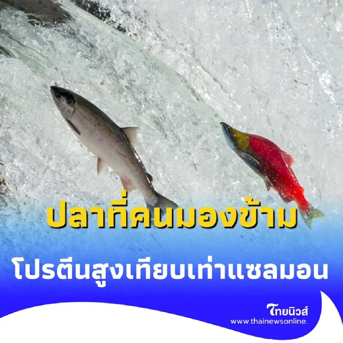 ปลาที่คนมองข้าม มีประโยชน์เกินคาด โปรตีนสูงเทียบเท่าแซลมอน