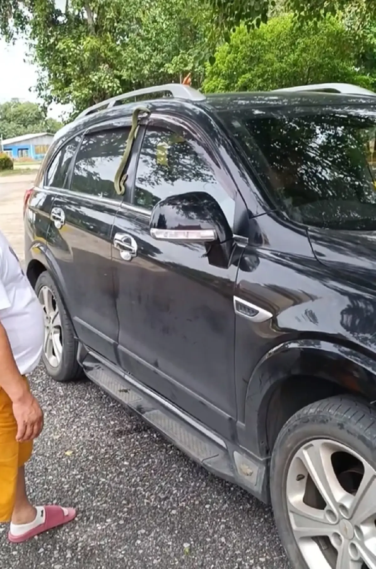 แตกตื่น งูเขียวเจอประตูรถหนีบในวันเข้าพรรษา แห่โฟกัสเลขทะเบียน