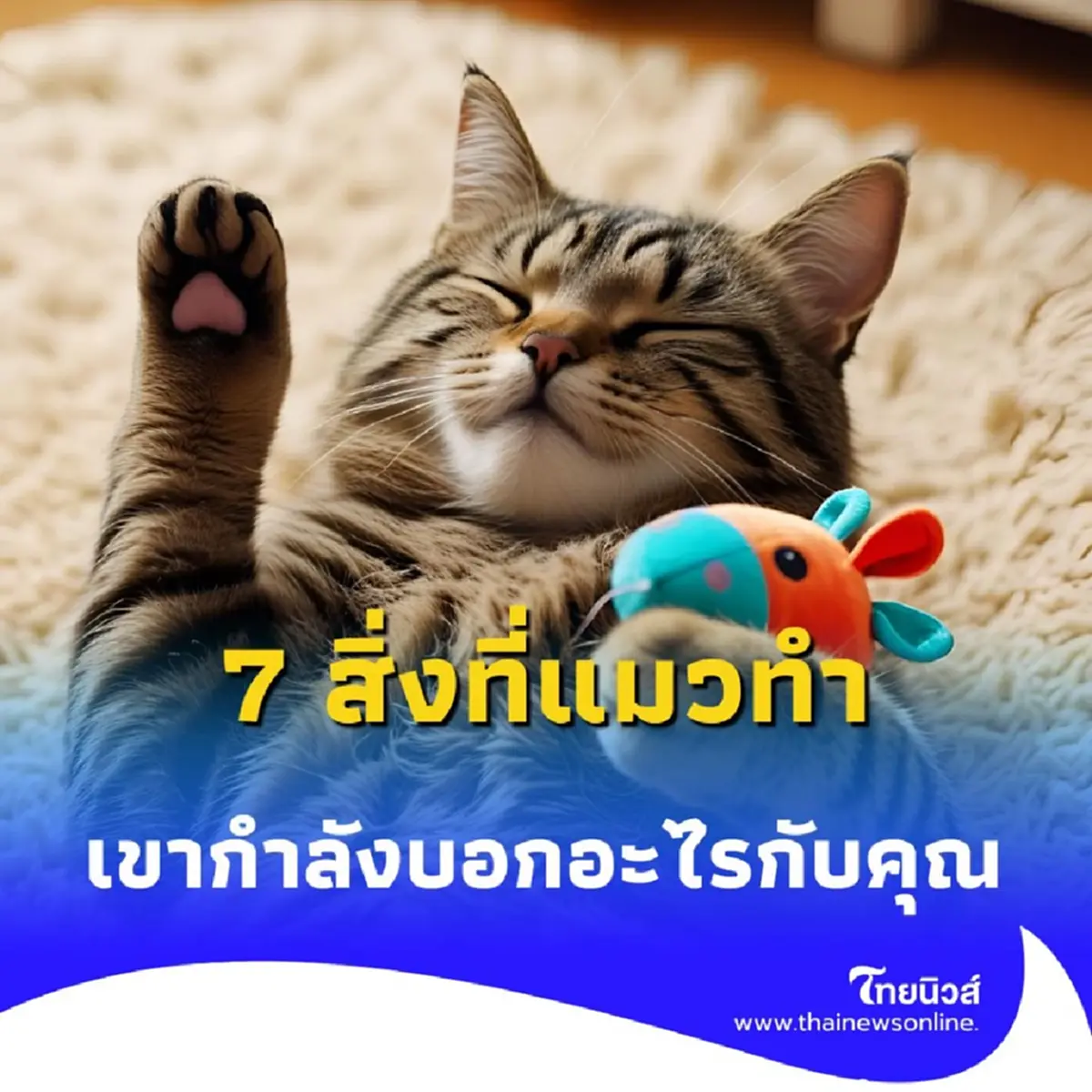 7 ความหมาย สิ่งที่แมวทำ เขากำลังจะบอกอะไรกับคุณ วันนี้มีคำตอบ