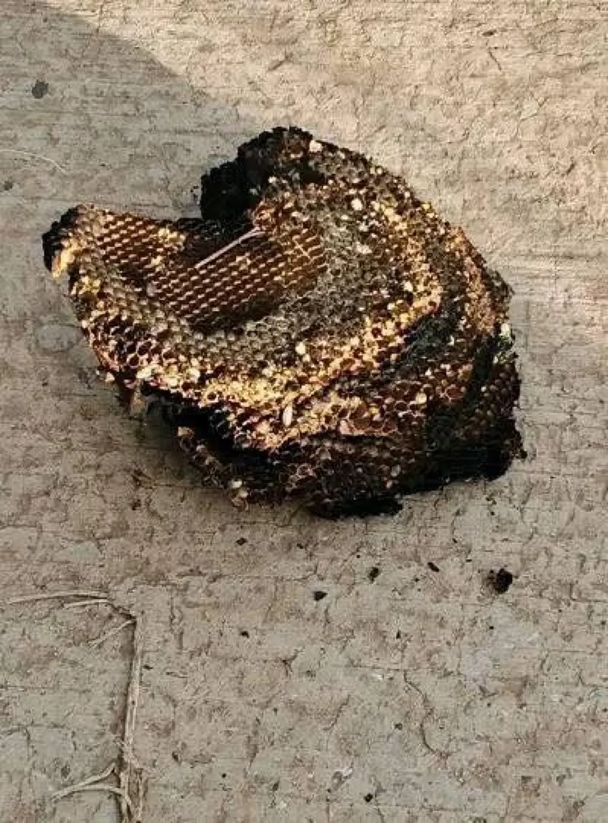 สลด หนูน้อยวัย 2 ขวบถูกต่อหัวเสือรุมต่อยดับ พ่อวิ่งเข้าช่วยสาหัส