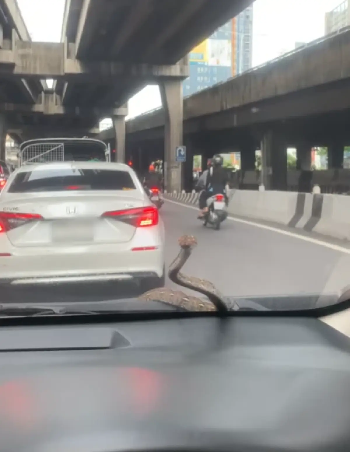 แห่ขอดูทะเบียน สาวขับรถอยู่ดีๆ งูโผล่กลางกระจกรถ ในวันพระ