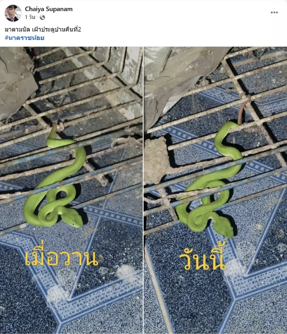 หนุ่มพบ งูเขียวหางไหม้ นอนเฝ้าหน้าบ้าน 3 คืนติด แห่ส่องเลขบ้าน