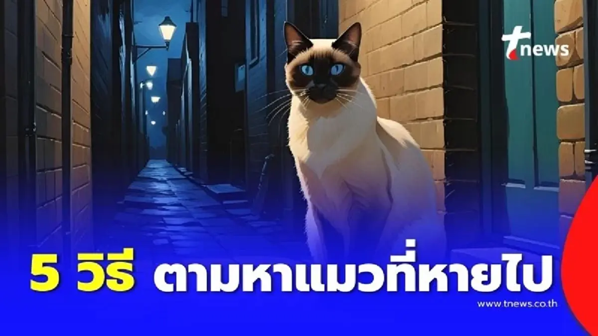 5 วิธีตามหาแมวที่หายไป ที่ไม่ได้พึ่งแค่โชคชะตา