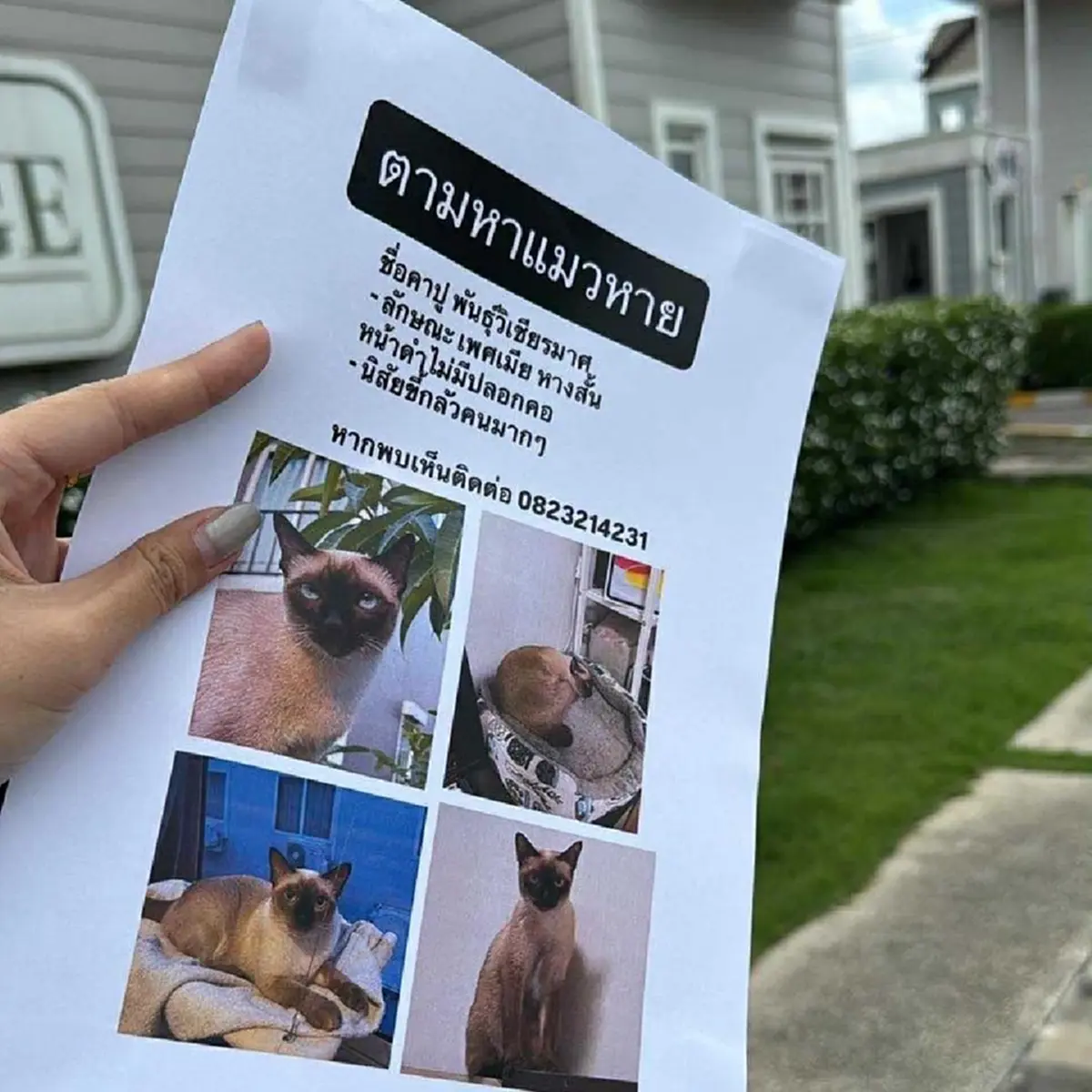 หนุ่มจุดธูป หวังสิ่งศักดิ์สิทธิ์ช่วย แมวสุดที่รักหายออกจากบ้าน