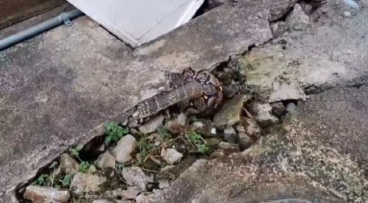 ชุลมุนสุด งูเหลือมหิวจัดรัดตะกวดแต่ติดท่อ แห่ส่องเลขบ้าน