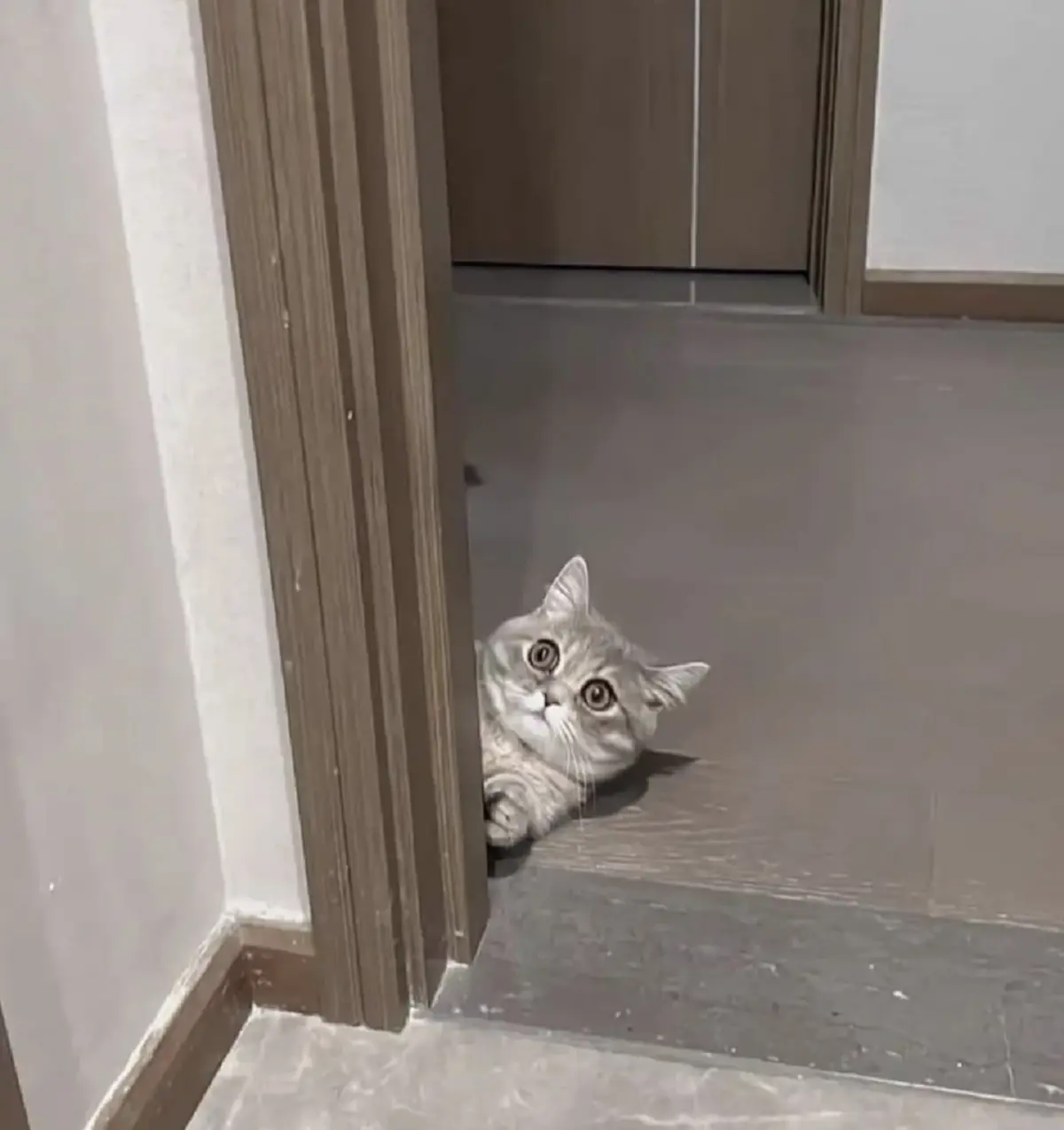 ”ทำไมแมวชอบแอบมอง”? ไขความลับสายตาที่ทำให้ทาสหลงรัก!