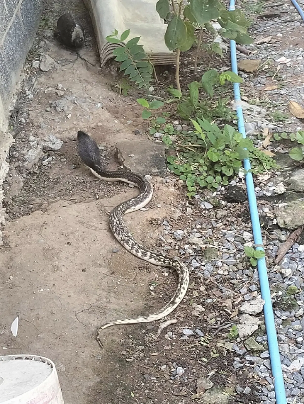 ฮือฮา หนุ่มเจอ "งูเห่าด่าง" ลายขาวดำแปลกตา โซเชียลชี้ชัดคืออะไร