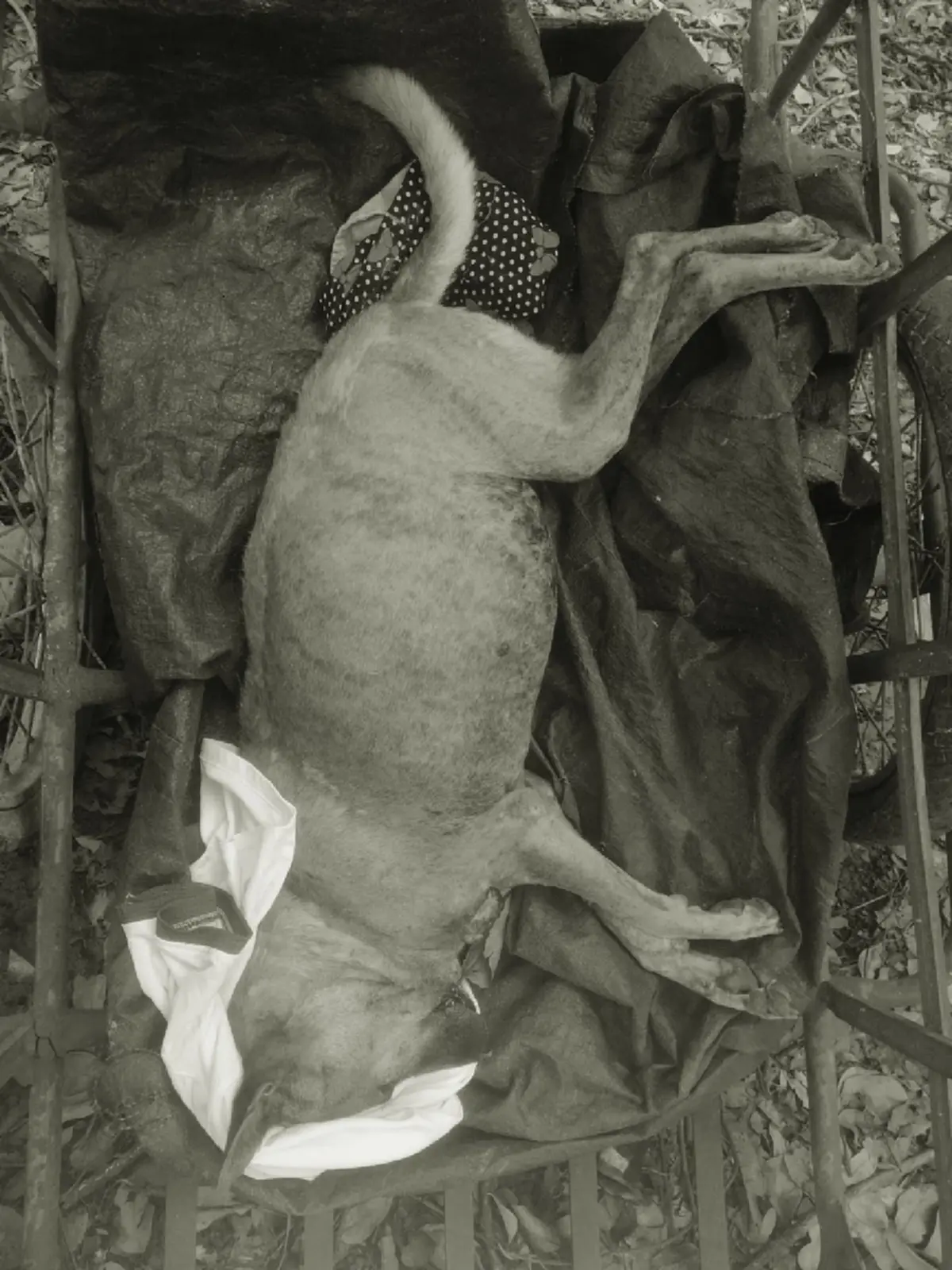 อาลัย "เจ้ากระทิง" ฮีโร่สี่ขาแห่งภูมะเขือ เผยนาทีสุดท้ายเศร้าใจ