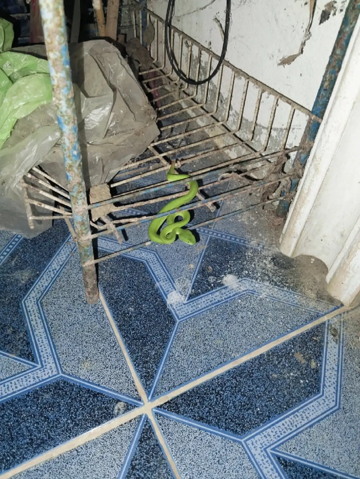 หนุ่มพบ งูเขียวหางไหม้ นอนเฝ้าหน้าบ้าน 3 คืนติด แห่ส่องเลขบ้าน