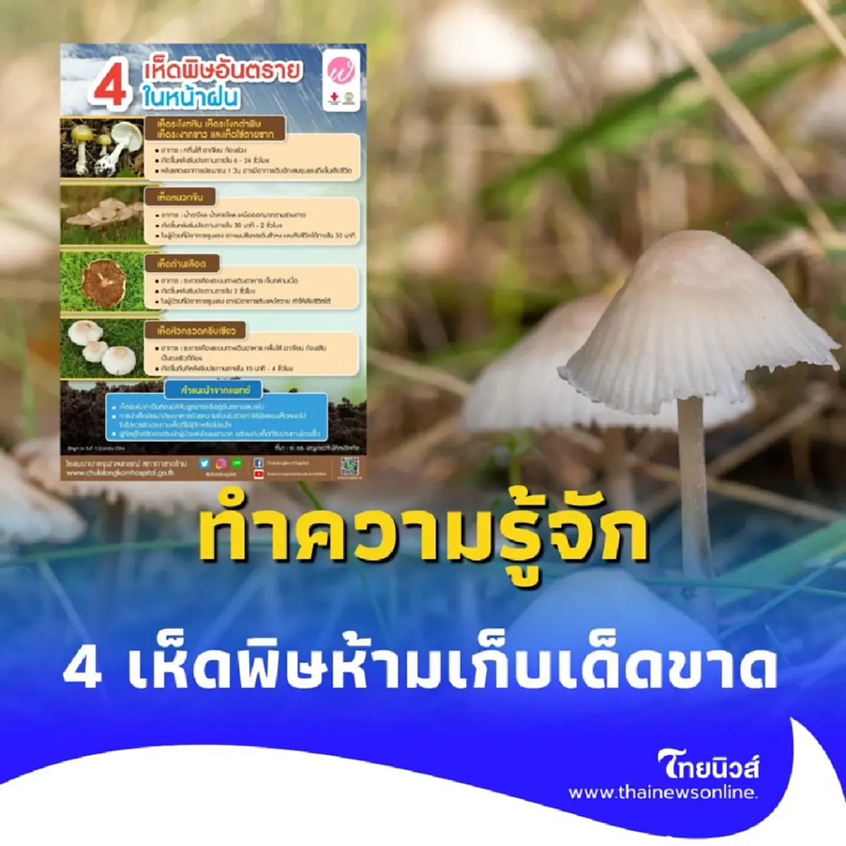 ทำความรู้จัก 4 เห็ดพิษห้ามเก็บเด็ดขาด เสี่ยงถึงตายไม่รู้ตัว