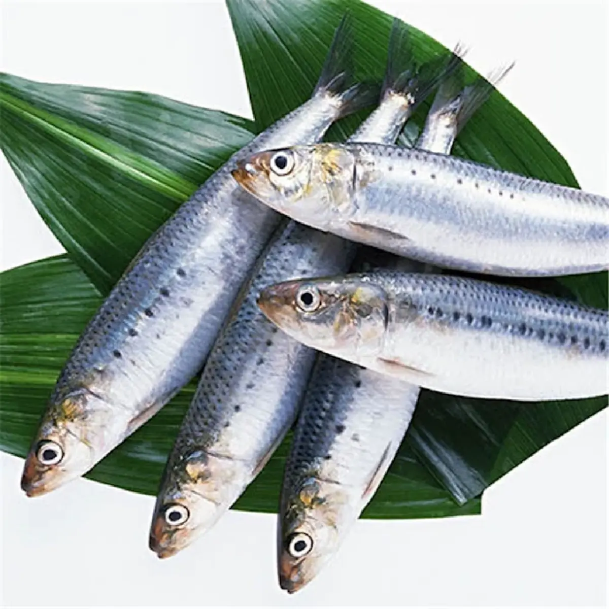 ปลาซาร์ดีน ของดีราคาถูก! ซูเปอร์ฟู้ดจากทะเลที่หลายคนมองข้าม