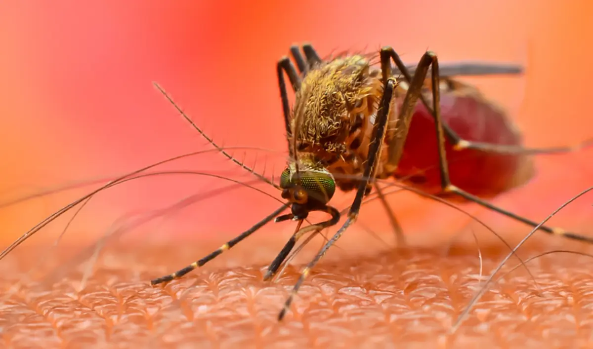 “ไข้ปวดข้อยุงลาย”อย่ามองข้ามโรคอันตรายที่มากับยุงตัวเล็ก