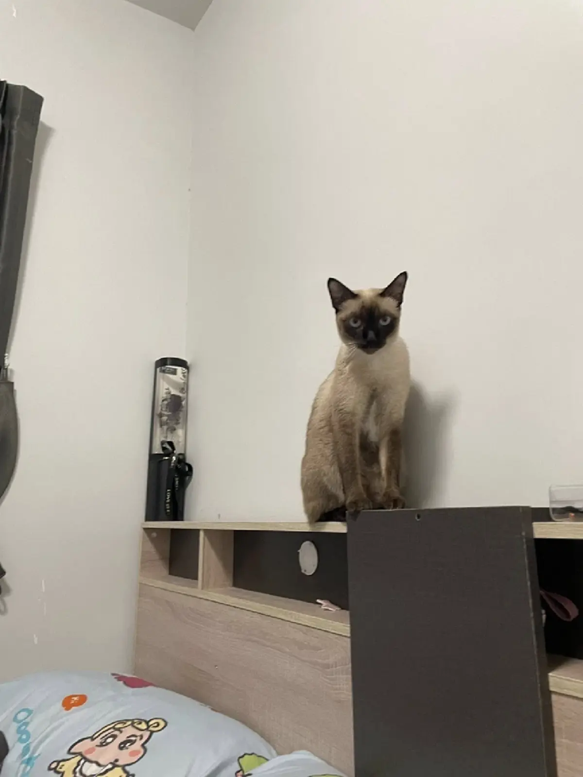 หนุ่มจุดธูป หวังสิ่งศักดิ์สิทธิ์ช่วย แมวสุดที่รักหายออกจากบ้าน