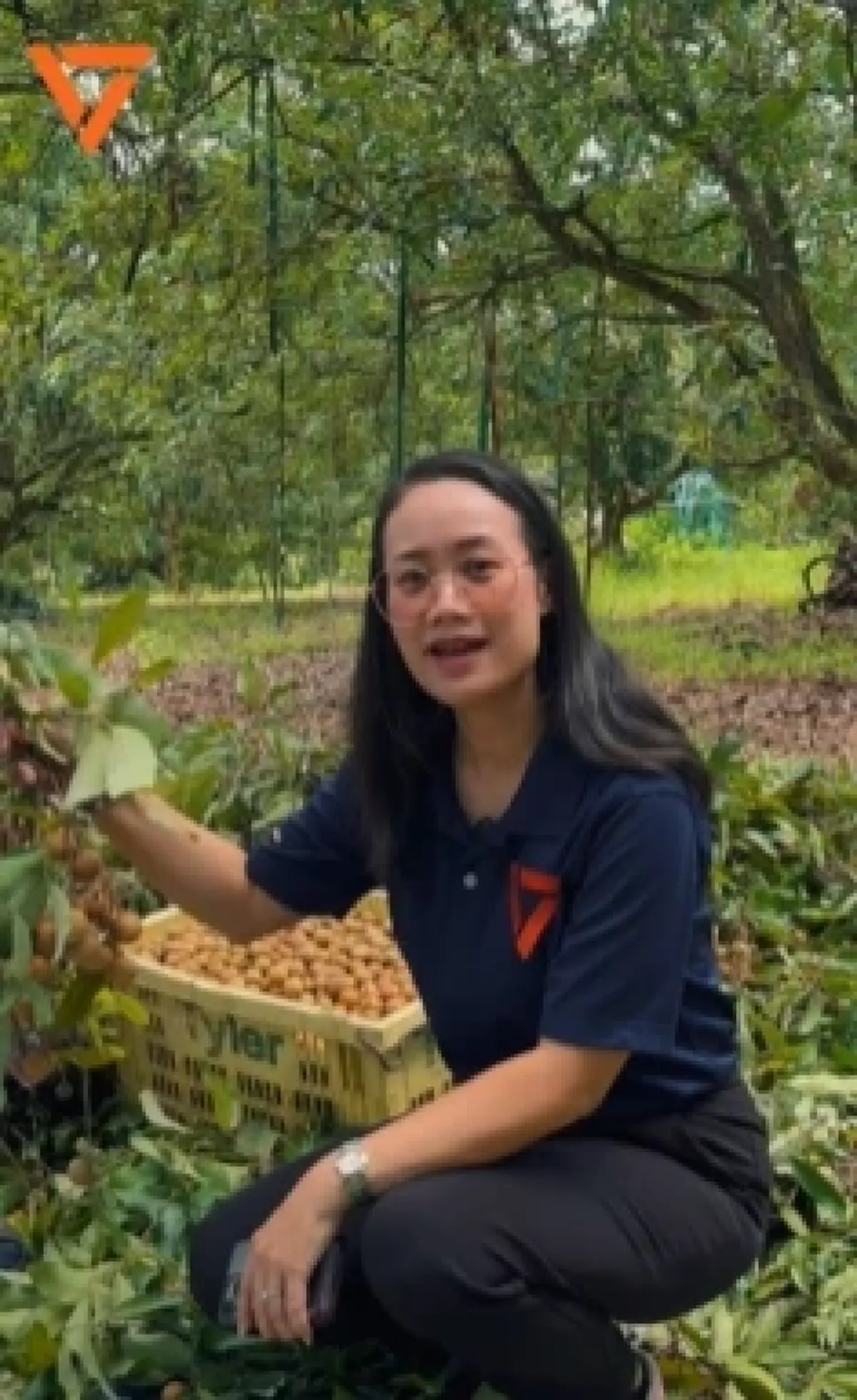 ค่าจ้างไม่ธรรมดา สวนลำไยจันทบุรี รับ 3 หมื่นคน แทนแรงงานกัมพูชา