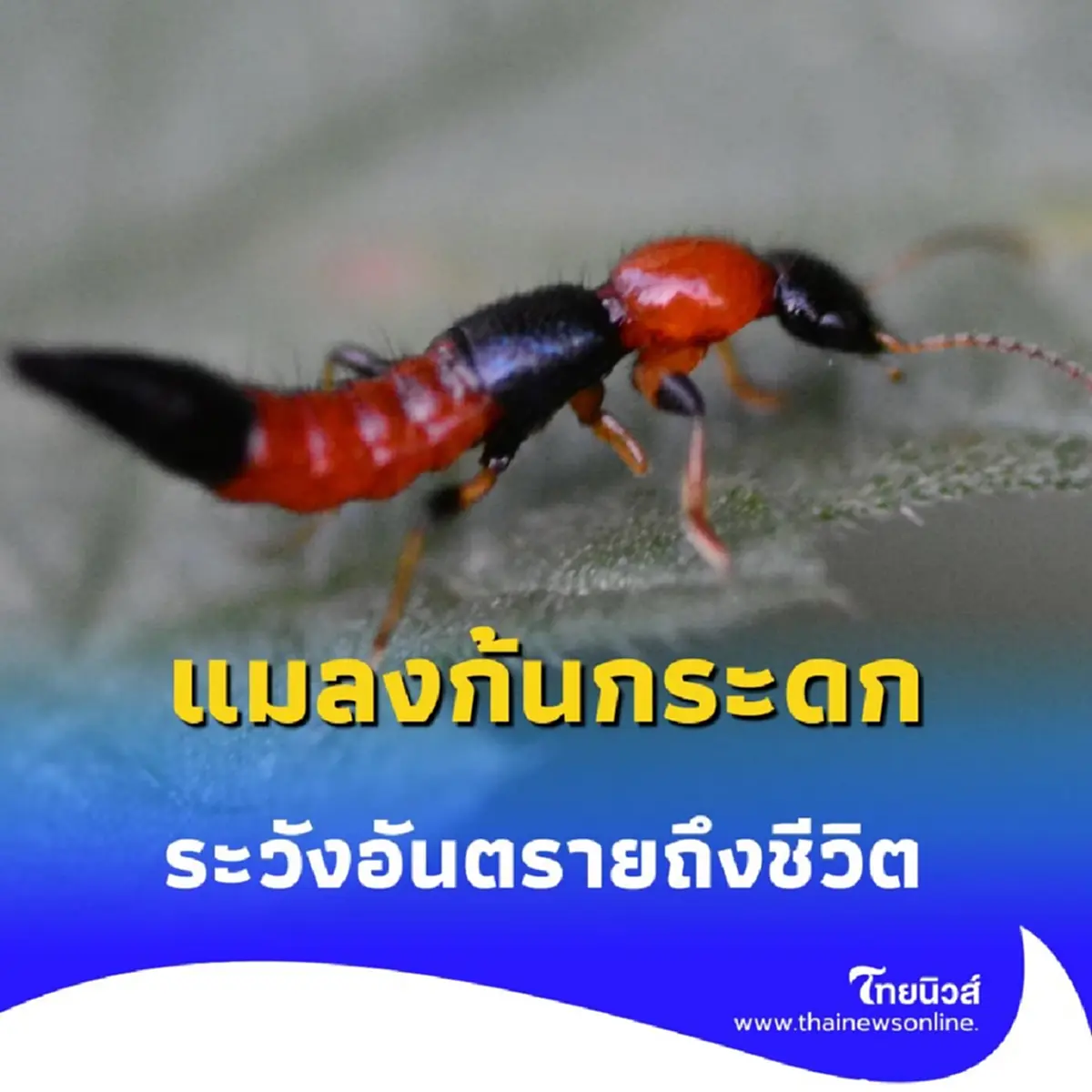 แมลงก้นกระดก อันตรายกว่าที่คิด โดยเฉพาะกับผู้ป่วยโรคนี้