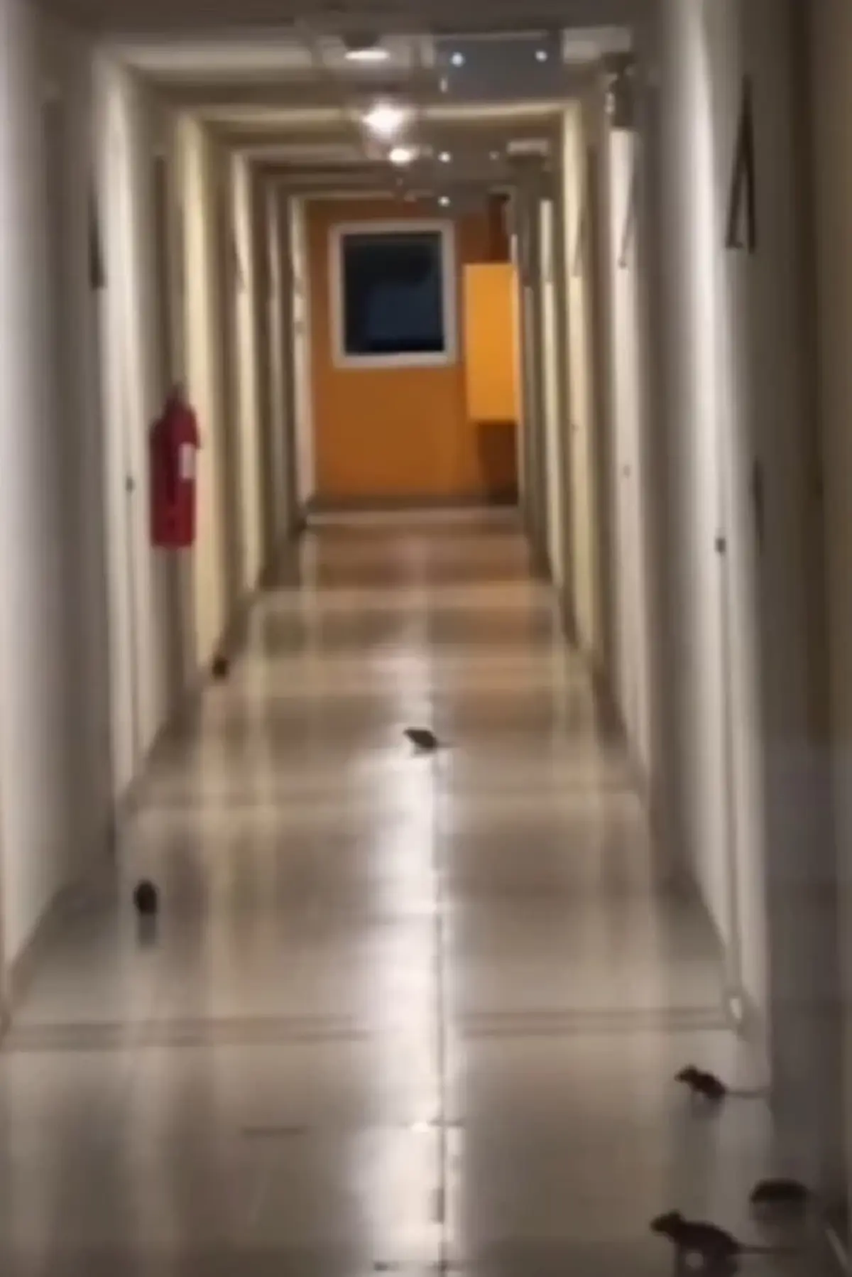 ผวากันทั้งคอนโด กองทัพหนูบุก เดือดร้อนหนักไม่กล้าออกจากห้อง