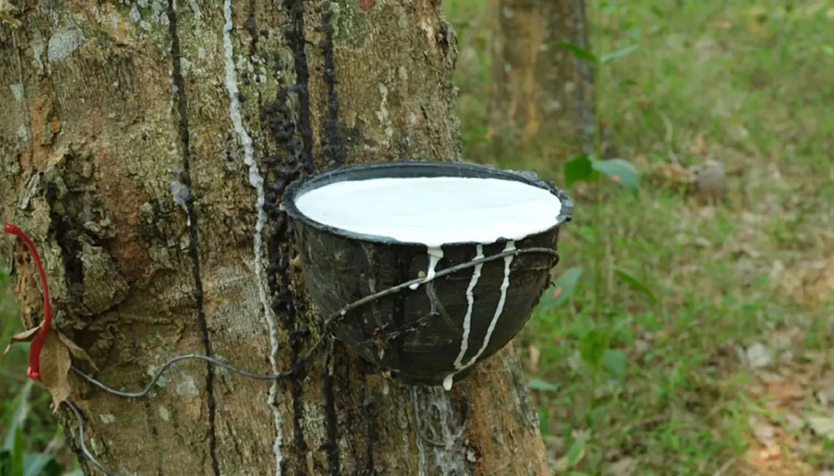 "โฉนดต้นยาง" ช่วยลดปัญหาฝุ่น PM2.5 ภัยคุกคามสุขภาพ