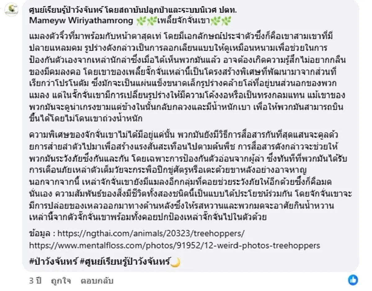 ฮือฮา แมลงปริศนามีเขา ผู้รู้เฉลยตัวนี้หายากจริง แถมหน้าตาสุดเท่